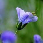 Flax Field Blossom