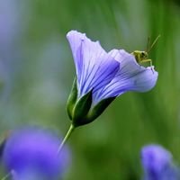 Flax Field Blossom