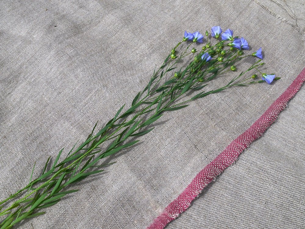 Flax flowers on Irish linen