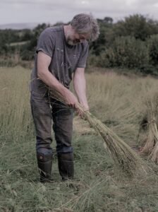 Irish grown Flax fibre being harvested on Mallon Farm