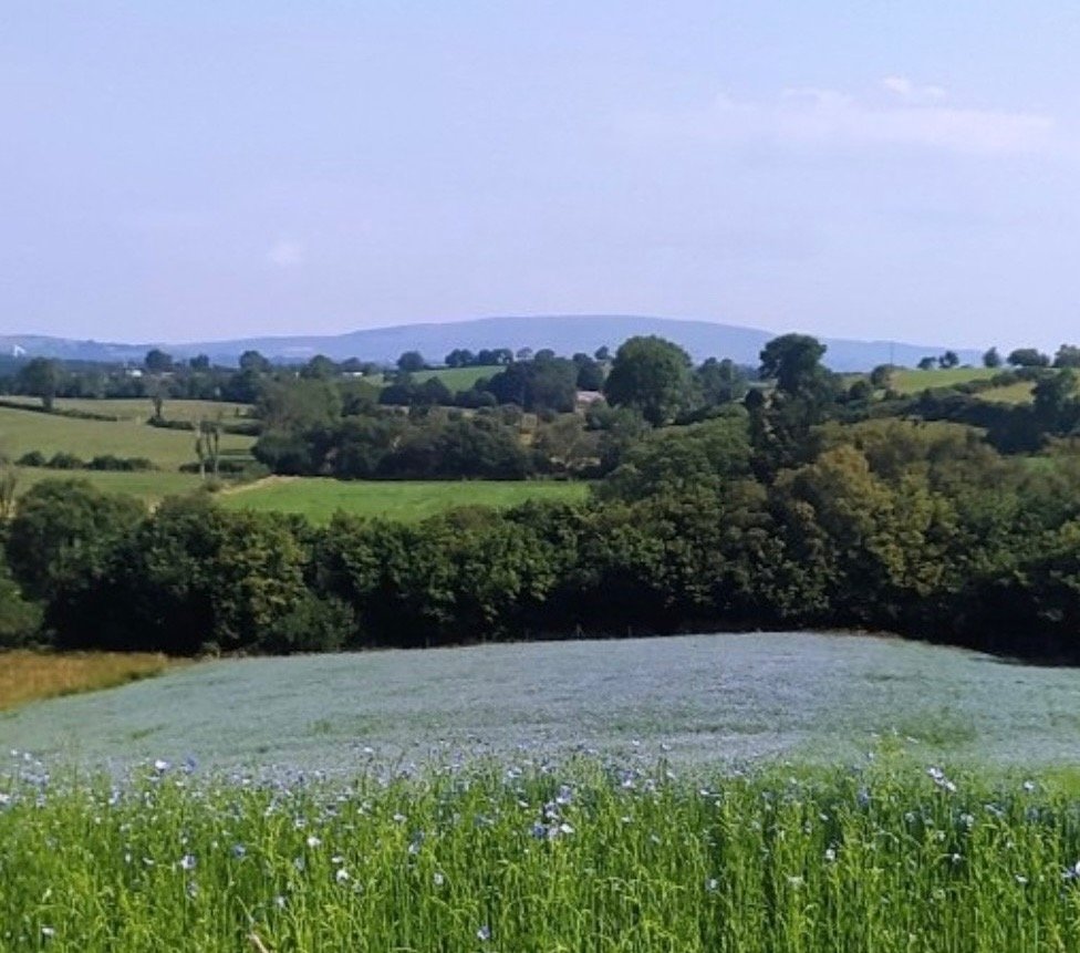 Field of blue flax blossom in Northern Ireland
