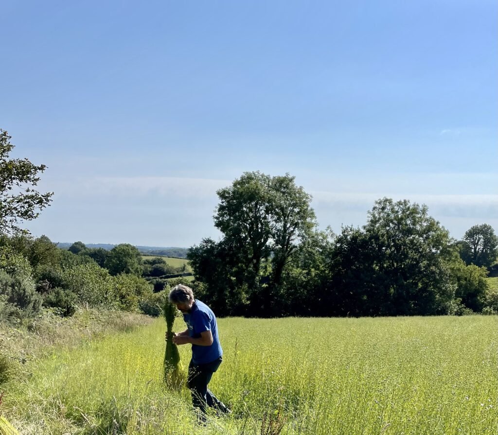 Charlie harvesting flax