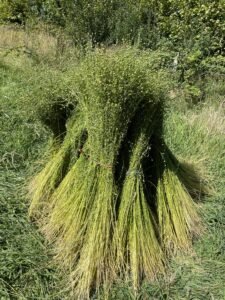 Beets of harvested flax stacked together in a stook
