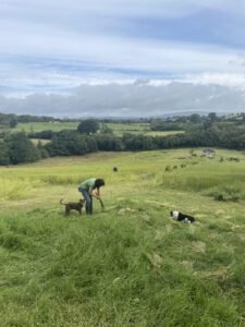 Picture of a field with flax being harvested by hand on Mallon Farm, Ireland