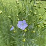 Blue blossom on a flax flower