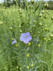 Blue blossom on a flax flower