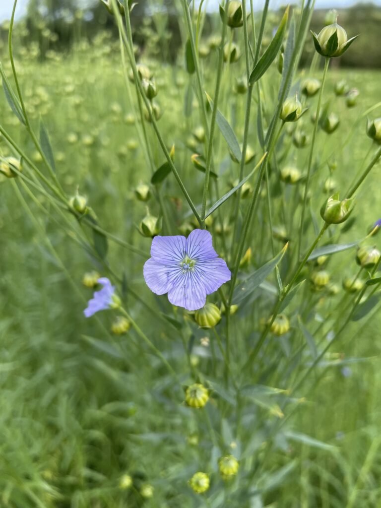 Blue blossom on a flax flower