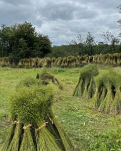 Harvested flax