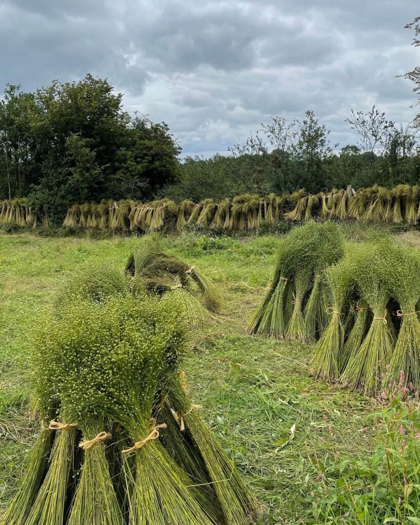 Harvested flax