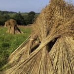 Stooks of Irish Flax for making Linen