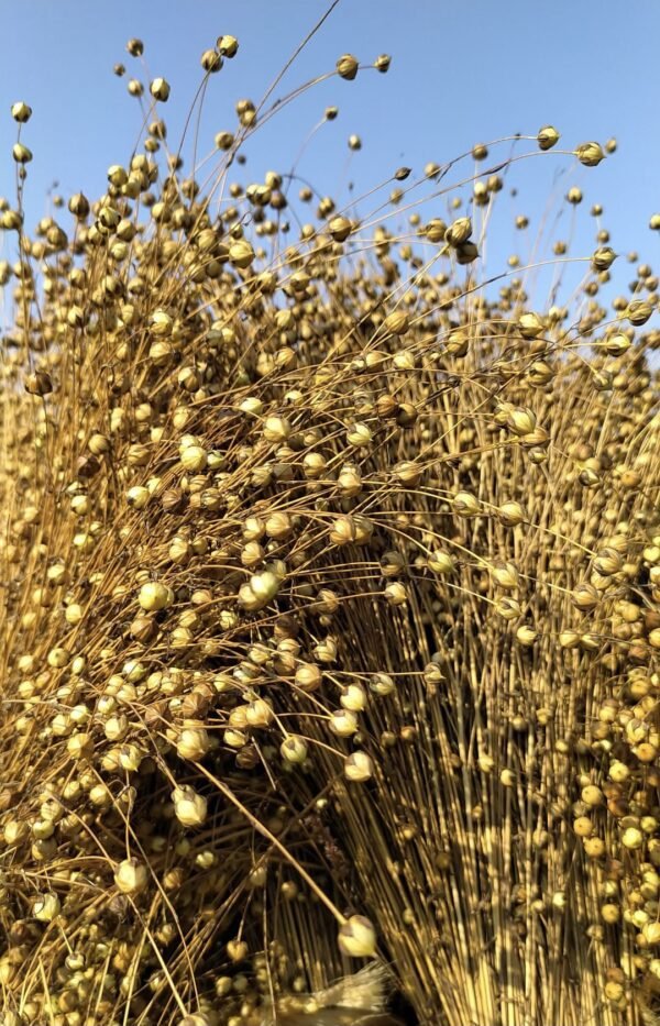 flax seed heads