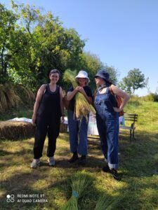 Flax harvest at Mallon Farm in Ireland