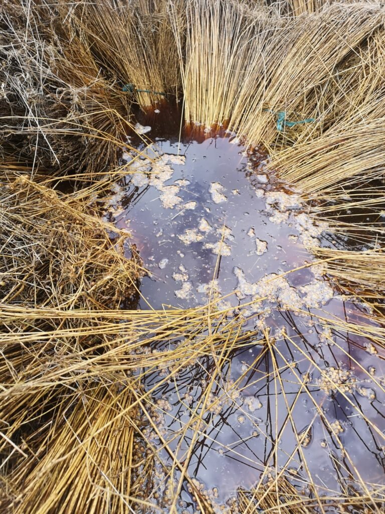 Retting Flax