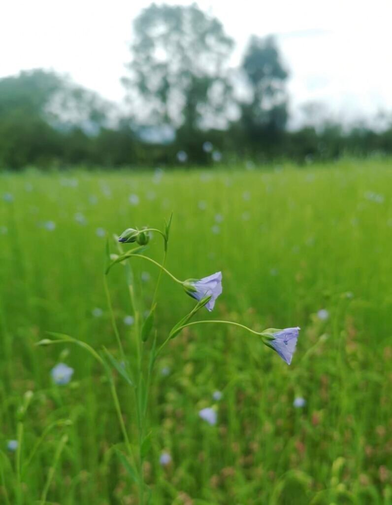 Flax flowers in bloom