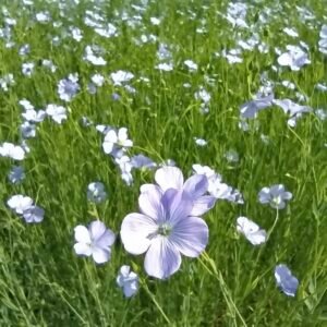 Wee Blue Blossom Event at Mallon Farm