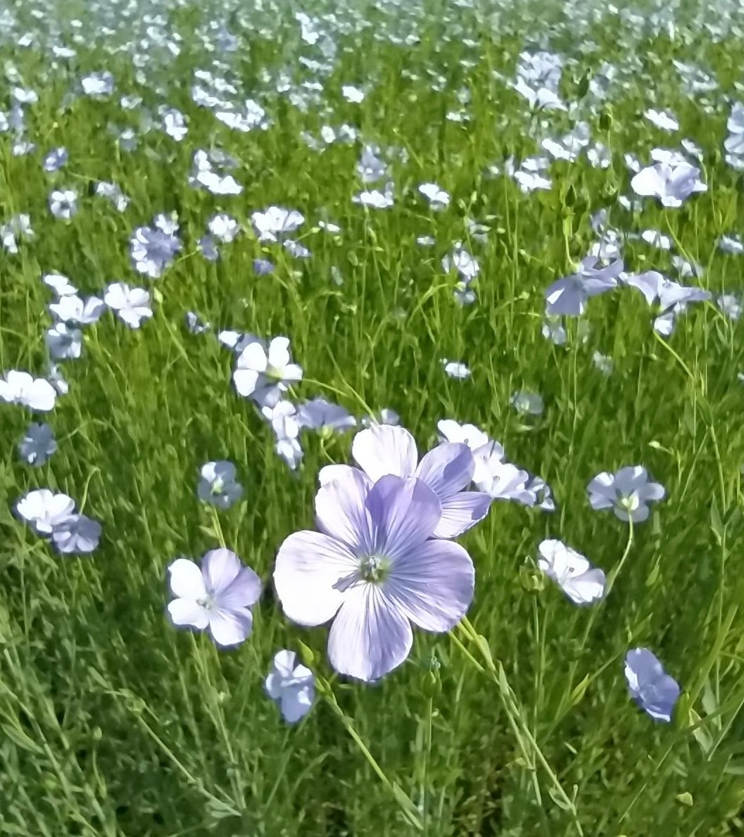 Wee Blue Blossom Event at Mallon Farm